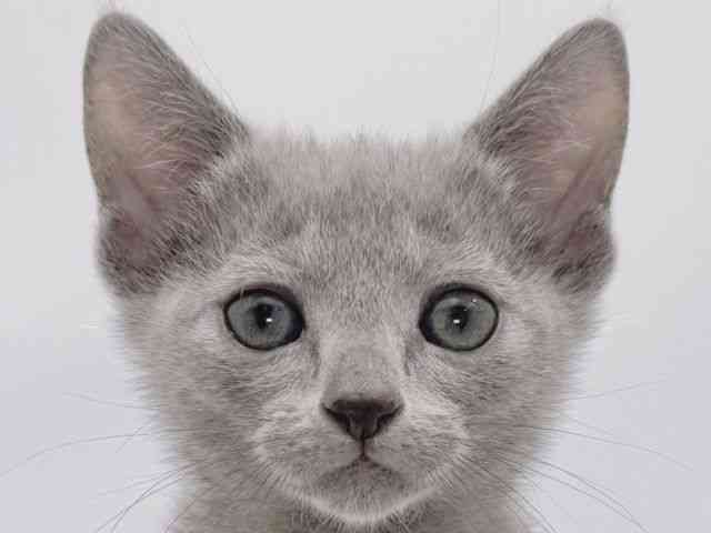 大阪府のロシアンブルー (ひごペットフレンドリーイズミヤショッピングセンター千里丘店/2025年10月4日生まれ/女の子/ブルー)の子猫の1枚目の画像