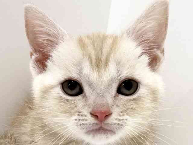 大阪府のアメリカンショートヘアー (ひごペットフレンドリーくずはモール店/2025年10月3日生まれ/男の子/クリームタビー)の子猫の1枚目の画像