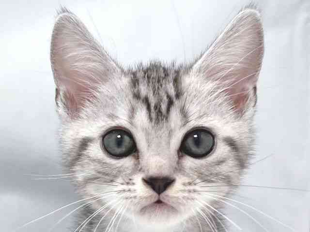 大阪府のアメリカンショートヘアー (ひごペットフレンドリー堺プラットプラット店/2025年10月5日生まれ/男の子/シルバータビー)の子猫の1枚目の画像