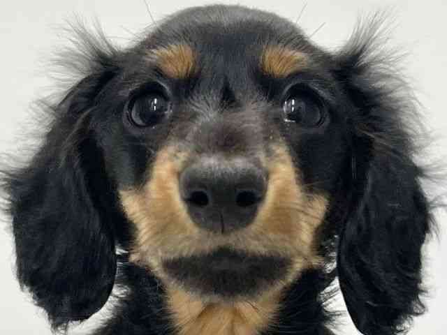 高知県のカニンヘンダックスフンド(ロング) (ひごペットフレンドリーイオンモール高知店/2025年10月5日生まれ/女の子/ブラックタン)の子犬