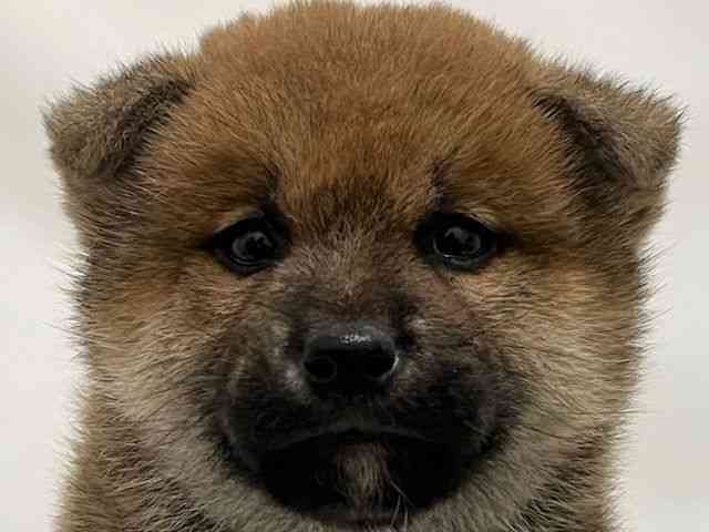 和歌山県の柴犬(標準サイズ) (ひごペットフレンドリーパームシティ和歌山店/2025年10月5日生まれ/男の子/赤)の子犬の1枚目の画像