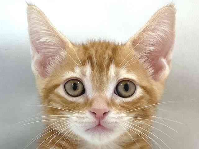 大阪府のアメリカンショートヘアー (ひごペットフレンドリー堺プラットプラット店/2025年10月5日生まれ/男の子/レッドタビー)の子猫の1枚目の画像