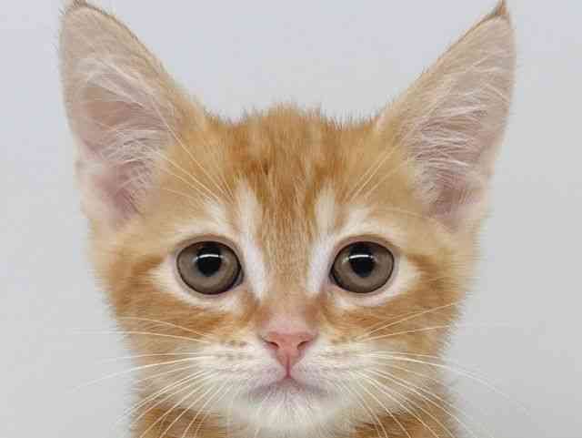 大阪府のアメリカンショートヘアー (ひごペットフレンドリー瓜破店/2025年10月5日生まれ/女の子/レッドタビー)の子猫の1枚目の画像