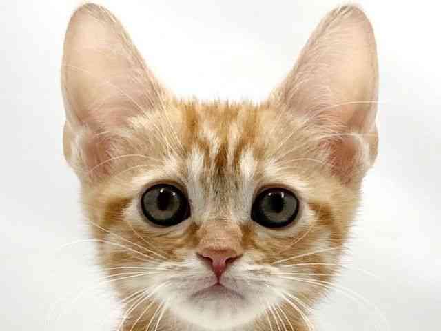 大阪府のアメリカンショートヘアー (ひごペットフレンドリー東淀川店/2025年10月4日生まれ/男の子/レッドタビー)の子猫の1枚目の画像