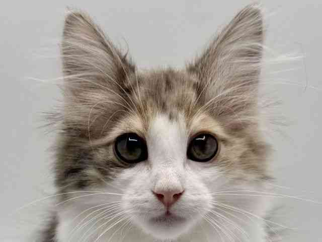 大阪府のノルウェージャンフォレストキャット (ひごペットフレンドリーみのおキューズモール店/2025年9月30日生まれ/女の子/ブルーパッチドタビーホワイト)の子猫の1枚目の画像