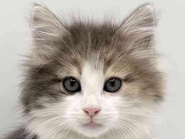 大阪府のノルウェージャンフォレストキャット (ひごペットフレンドリーみのおキューズモール店/2025年9月30日生まれ/女の子/ブルーパッチドタビーホワイト)の子猫の1枚目の画像