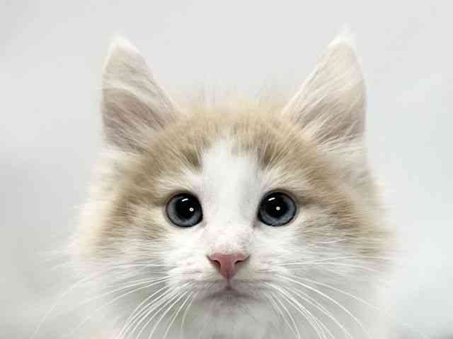 愛媛県のノルウェージャンフォレストキャット (ひごペットフレンドリーイオンモール今治新都市店/2025年9月30日生まれ/男の子/クリームタビーホワイト)の子猫の1枚目の画像