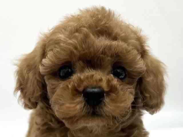 京都府のトイプードル(トイ) (ひごペットフレンドリー京都店/2025年10月2日生まれ/男の子/レッド)の子犬