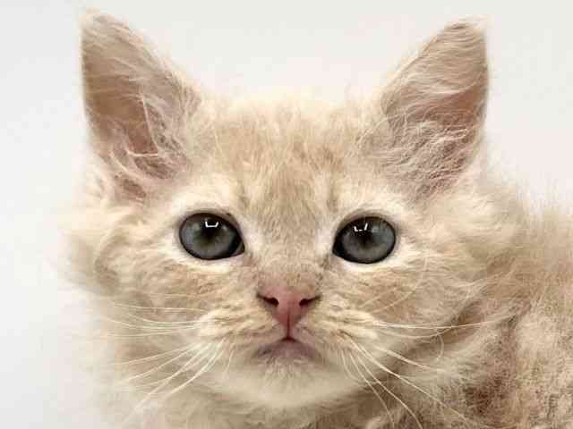 京都府のセルカークレックス (ひごペットフレンドリーイオンモール高の原店/2025年10月6日生まれ/男の子/クリーム)の子猫の1枚目の画像