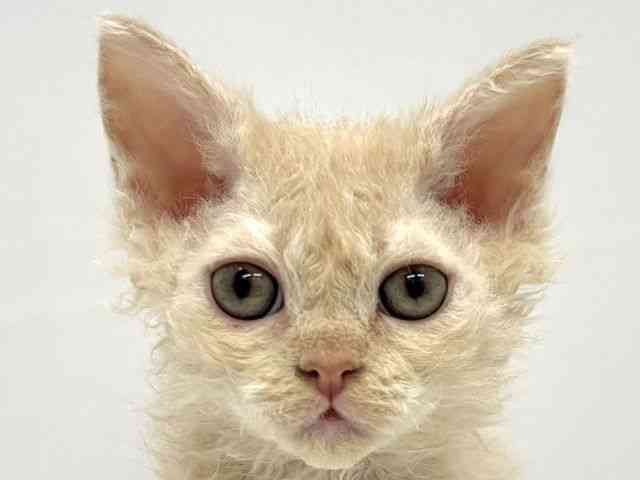 大阪府のセルカークレックス (ひごペットフレンドリーイオンタウン茨木太田店/2025年10月6日生まれ/女の子/クリーム)の子猫の1枚目の画像