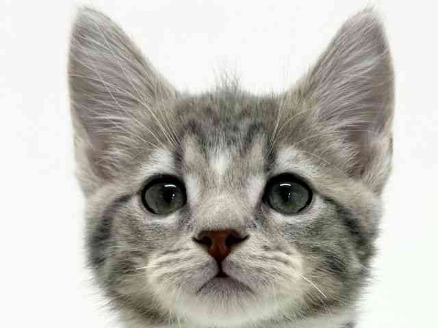 大阪府のマンチカン (ひごペットフレンドリーくずはモール店/2025年10月1日生まれ/男の子/ブルータビーホワイト)の子猫の1枚目の画像