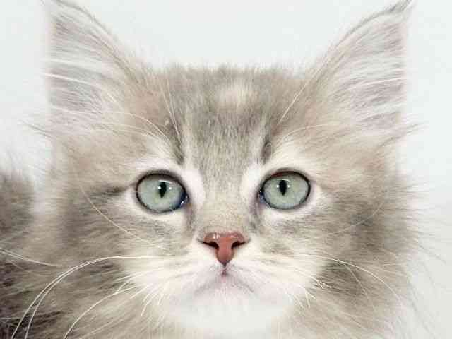 京都府のマンチカン (ひごペットフレンドリーイズミヤショッピングセンター八幡店/2025年10月1日生まれ/女の子/ブルーパッチドタビーホワイト)の子猫の1枚目の画像