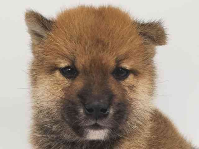 大阪府の柴犬(標準サイズ) (ひごペットフレンドリー泉ヶ丘店/2025年10月6日生まれ/男の子/赤)の子犬の1枚目の画像