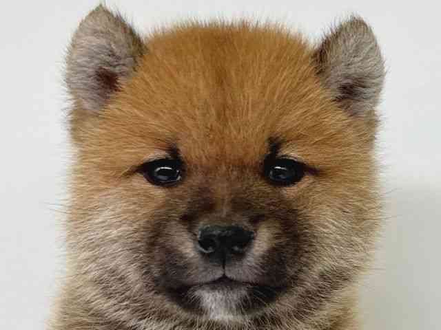 大阪府の柴犬(標準サイズ) (ひごペットフレンドリー瓜破店/2025年10月6日生まれ/男の子/赤)の子犬の1枚目の画像