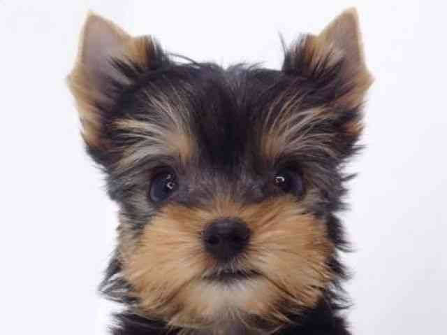 大阪府のヨークシャーテリア (ひごペットフレンドリーいこらもーる泉佐野店/2025年10月6日生まれ/女の子/スチールブルータン)の子犬の1枚目の画像