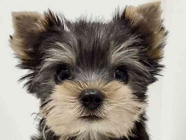 奈良県のヨークシャーテリア (ひごペットフレンドリーイオンモール橿原ウエスト・ビレッジ店/2025年10月6日生まれ/男の子/スチールブルータン)の子犬の1枚目の画像