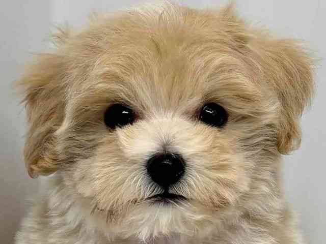 大阪府のマルプー(マルチーズ×プードル) (ひごペットフレンドリーセブンパーク天美店/2025年10月5日生まれ/男の子/クリーム)の子犬の1枚目の画像