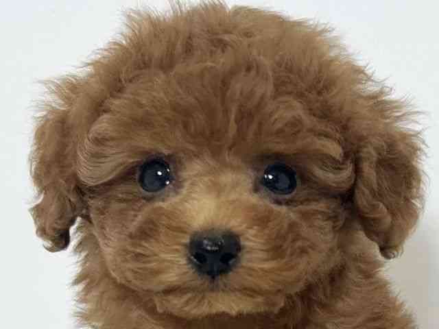 大阪府のトイプードル(トイ) (ひごペットフレンドリーアクロスプラザ住之江店/2025年10月4日生まれ/男の子/レッド)の子犬の1枚目の画像