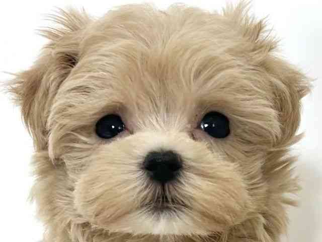 大阪府のマルプー(マルチーズ×プードル) (ひごペットフレンドリーアクロスプラザ住之江店/2025年10月5日生まれ/男の子/クリーム)の子犬の1枚目の画像