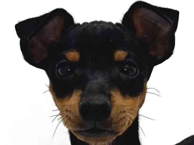 奈良県のトイマンチェスターテリア (ひごペットフレンドリー奈良パワーシティ店/2025年9月27日生まれ/男の子/ブラックタン)の子犬の1枚目の画像