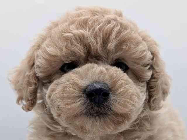 香川県のトイプードル(トイ) (ひごペットフレンドリーゆめタウン高松店/2025年10月5日生まれ/女の子/クリーム)の子犬