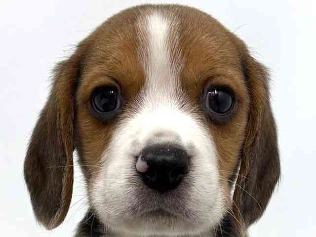 大阪府のビーグル (ひごペットフレンドリーベルファⅡ都島店/2025年10月4日生まれ/男の子/ブラックタンホワイト)の子犬の1枚目の画像