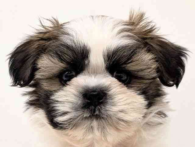 福岡県のシーズー (ひごペットフレンドリーリバーウォーク北九州店/2025年10月4日生まれ/男の子/ゴールドホワイト)の子犬