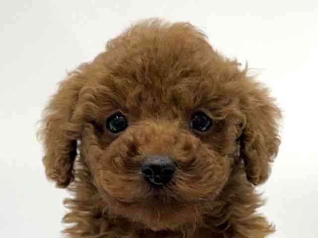 愛知県のトイプードル(トイ) (ひごペットフレンドリーヴィアモール アピタ江南西店/2025年10月5日生まれ/男の子/レッド)の子犬の1枚目の画像