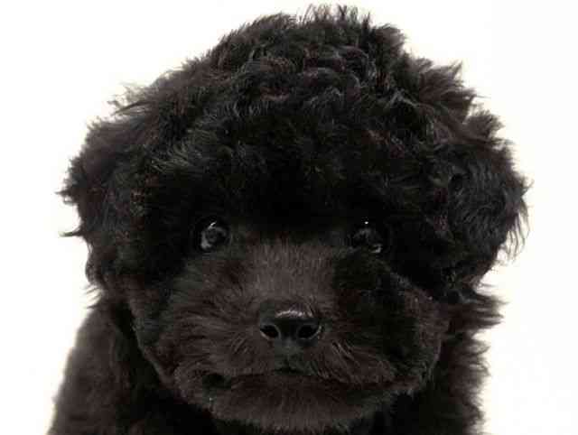 福岡県のトイプードル(トイ) (ひごペットフレンドリーリバーウォーク北九州店/2025年10月3日生まれ/女の子/グレー)の子犬