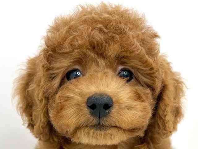 大阪府のトイプードル(トイ) (ひごペットフレンドリーいこらもーる泉佐野店/2025年10月6日生まれ/女の子/レッド)の子犬の1枚目の画像