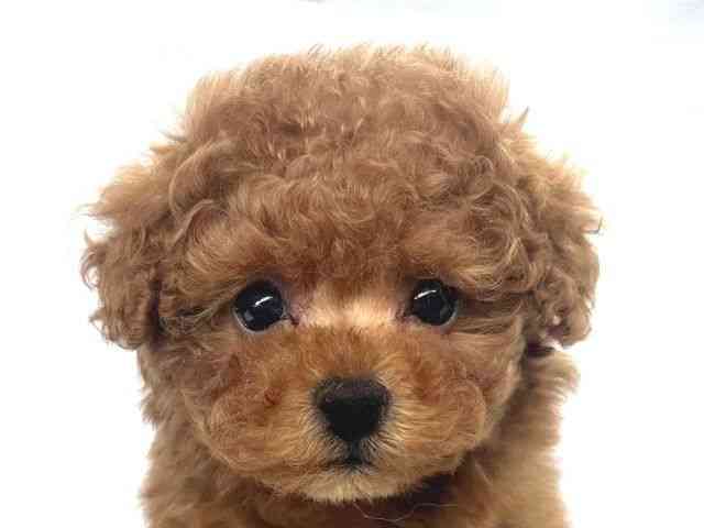 兵庫県のトイプードル(トイ) (ひごペットフレンドリーイオンタウン加古川店/2025年10月5日生まれ/男の子/レッド)の子犬の1枚目の画像