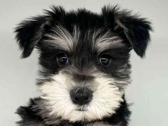 徳島県のミニチュアシュナウザー (ひごペットフレンドリーゆめタウン徳島店/2025年10月6日生まれ/女の子/ブラックシルバー)の子犬