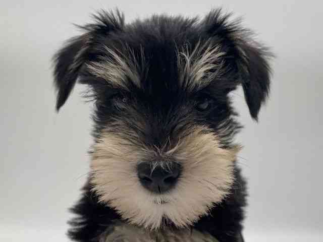 島根県のミニチュアシュナウザー (ひごペットフレンドリーイオンモール出雲店/2025年10月6日生まれ/男の子/ブラックシルバー)の子犬