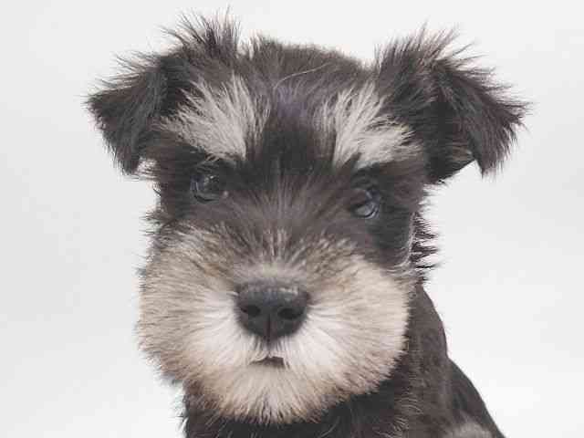 大阪府のミニチュアシュナウザー (ひごペットフレンドリー泉ヶ丘店/2025年10月5日生まれ/女の子/ブラックシルバー)の子犬の1枚目の画像