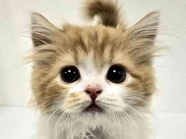 愛知県のスコティッシュフォールド (ひごペットフレンドリーイトーヨーカドー知多店/2025年9月30日生まれ/男の子/レッドタビーホワイト)の子猫の1枚目の画像