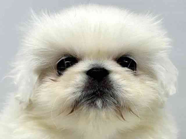 大阪府のペキニーズ (ひごペットフレンドリーセブンパーク天美店/2025年10月6日生まれ/男の子/ホワイト)の子犬の1枚目の画像