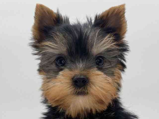 島根県のヨークシャーテリア (ひごペットフレンドリーイオンモール出雲店/2025年10月7日生まれ/男の子/スチールブルータン)の子犬の1枚目の画像