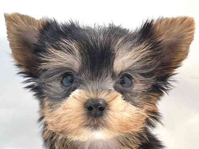 大阪府のヨークシャーテリア (ひごペットフレンドリー堺プラットプラット店/2025年10月7日生まれ/男の子/スチールブルータン)の子犬の1枚目の画像