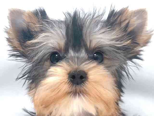 大阪府のヨークシャーテリア (ひごペットフレンドリー堺プラットプラット店/2025年10月7日生まれ/男の子/スチールブルータン)の子犬の1枚目の画像