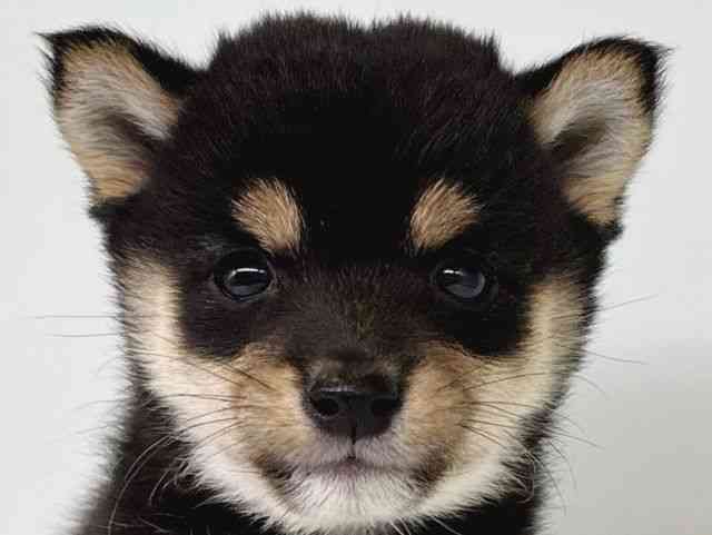 大阪府の柴犬(標準サイズ) (ひごペットフレンドリー瓜破店/2025年10月3日生まれ/女の子/黒)の子犬の1枚目の画像