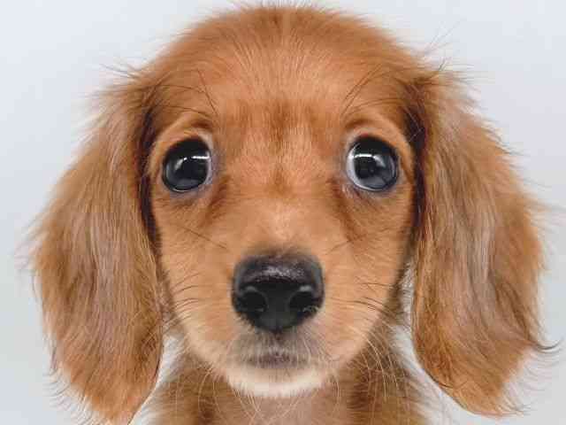 大阪府のミニチュアダックスフンド(ロング) (ひごペットフレンドリー瓜破店/2025年10月5日生まれ/女の子/レッド)の子犬の1枚目の画像