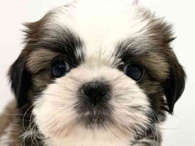 大阪府のシーズー (ひごペットフレンドリーくずはモール店/2025年10月7日生まれ/男の子/ゴールドホワイト)の子犬の1枚目の画像