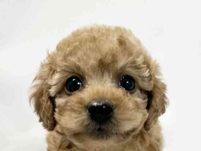 愛媛県のトイプードル(トイ) (ひごペットフレンドリーイオンモール今治新都市店/2025年10月5日生まれ/女の子/レッド)の子犬