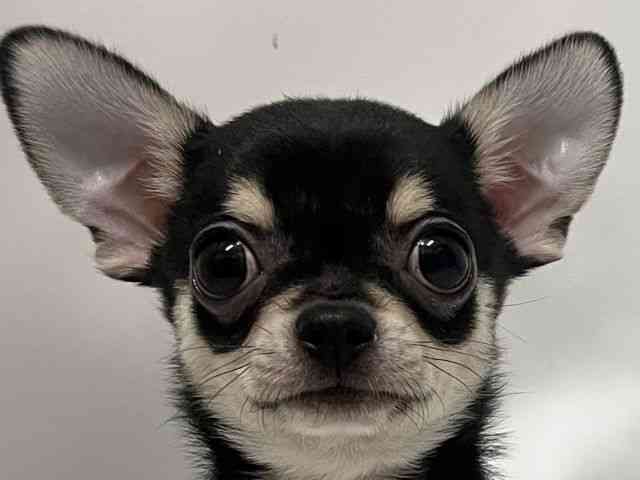 和歌山県のチワワ(スムース) (ひごペットフレンドリーパームシティ和歌山店/2025年10月6日生まれ/男の子/ブラックタン)の子犬