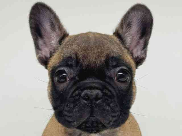 大阪府のフレンチブルドッグ (ひごペットフレンドリー瓜破店/2025年10月6日生まれ/男の子/フォーン)の子犬の1枚目の画像