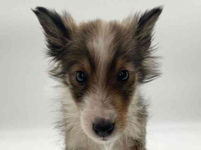 島根県のシェットランドシープドッグ (ひごペットフレンドリーイオンモール出雲店/2025年10月5日生まれ/男の子/セーブルホワイト)の子犬の1枚目の画像