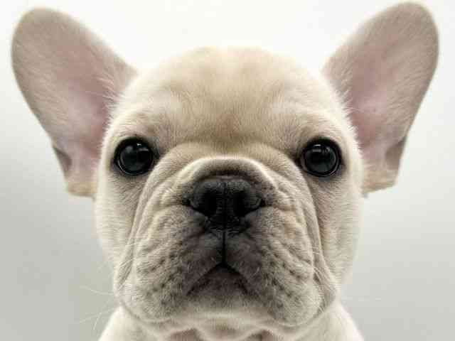 大阪府のフレンチブルドッグ (ひごペットフレンドリーららぽーとEXPOCITY店/2025年10月4日生まれ/男の子/クリーム)の子犬の1枚目の画像