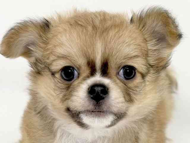 京都府のチワワ(ロング) (ひごペットフレンドリーイズミヤショッピングセンター八幡店/2025年10月7日生まれ/男の子/フォーンホワイト)の子犬