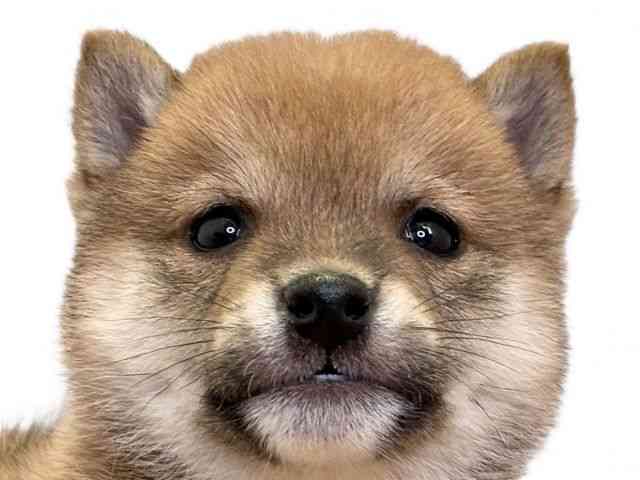 愛媛県の柴犬(標準サイズ) (ひごペットフレンドリーエミフルMASAKI店/2025年10月6日生まれ/男の子/赤)の子犬