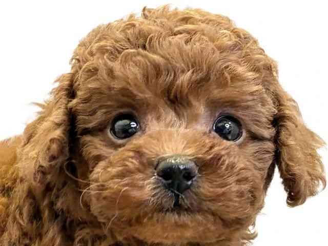 愛媛県のトイプードル(トイ) (ひごペットフレンドリーエミフルMASAKI店/2025年10月7日生まれ/女の子/レッド)の子犬